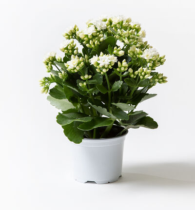 Ildtopp hvit Ildtopp hvit